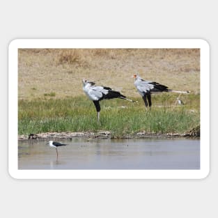 Pair of Secretary Birds,  Serengeti, Tanzania Sticker